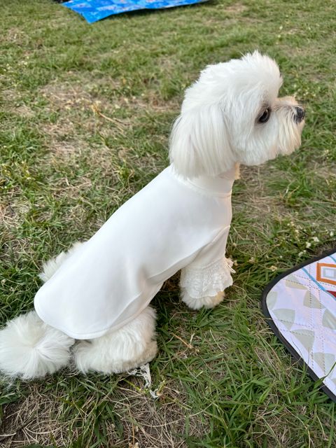 image_6BC04155-6DA6-46BE-8BD1-13277A43067F_1742927506