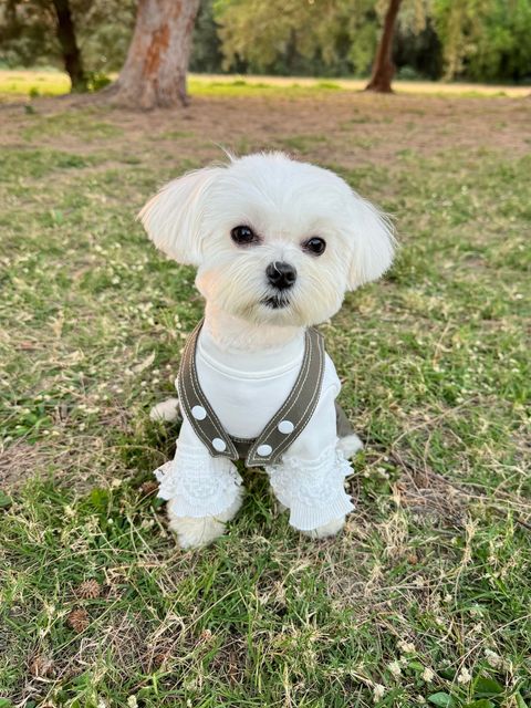 image_EF87A9E0-5C79-41AB-A663-B293B27260C5_1742927712