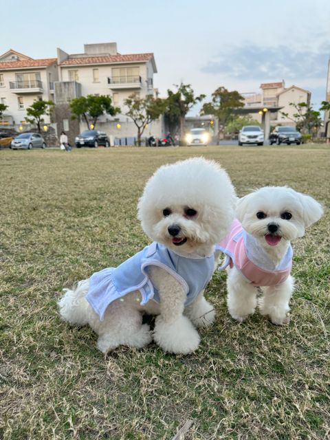 image_6D7E2FD9-349A-4D4F-8EE1-29C1384E996A_1743244414