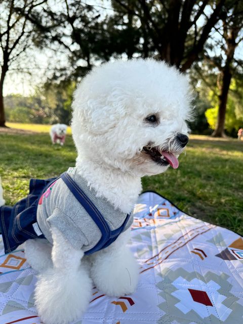 image_217A9C2F-CAA6-4089-BDDF-C2FAB117F316_1744194679