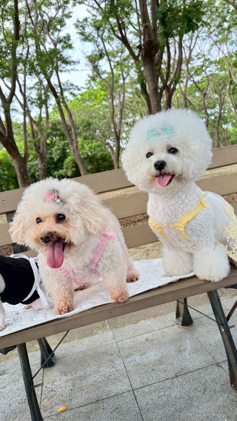 image_F84CB3F5-28A4-4E46-98E9-ECD8EEF0654C_1746628319