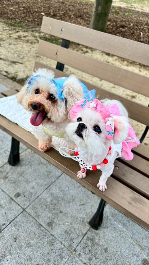 image_1F8E2C77-67C3-475F-B432-DE3D96E0847D_1747108887