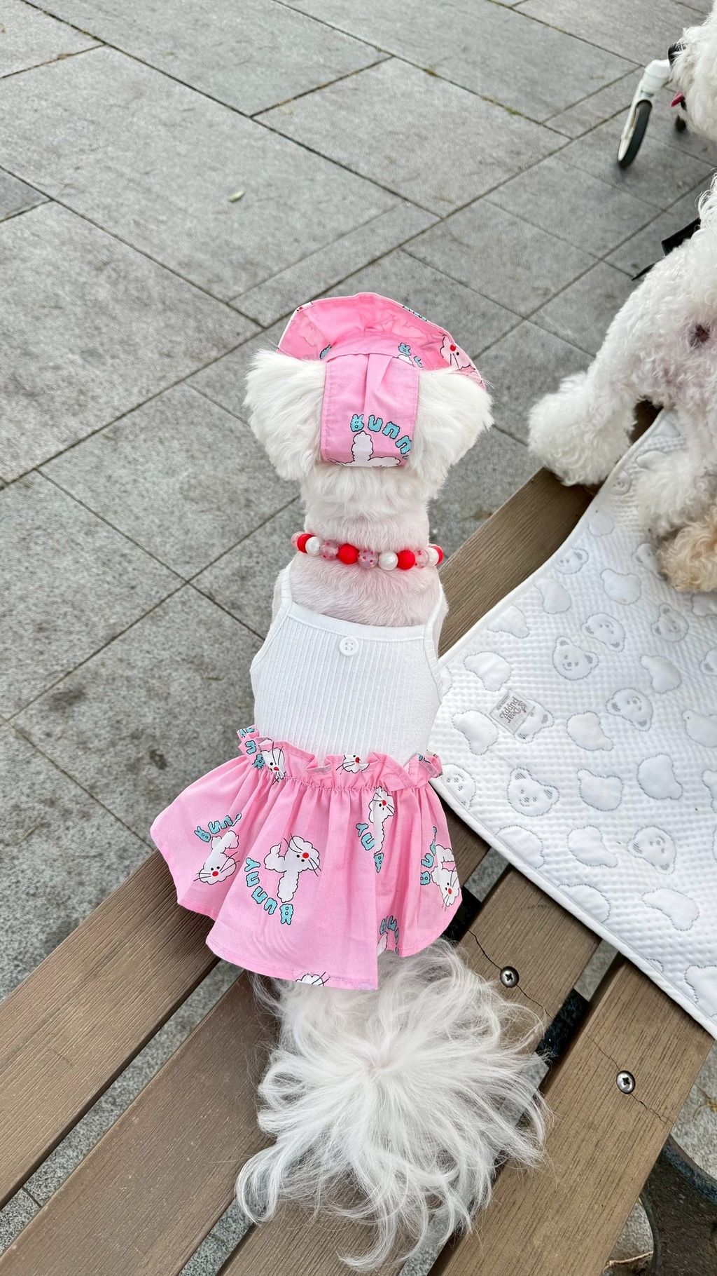 image_389ABCE2-8DDC-48A7-AF4C-F5BAE3897DB7_1747108887