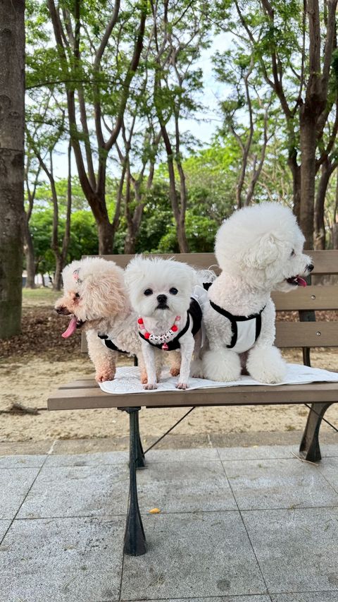 image_A7A7140A-CFD5-4C86-B39D-95B9661C74A9_1747130194