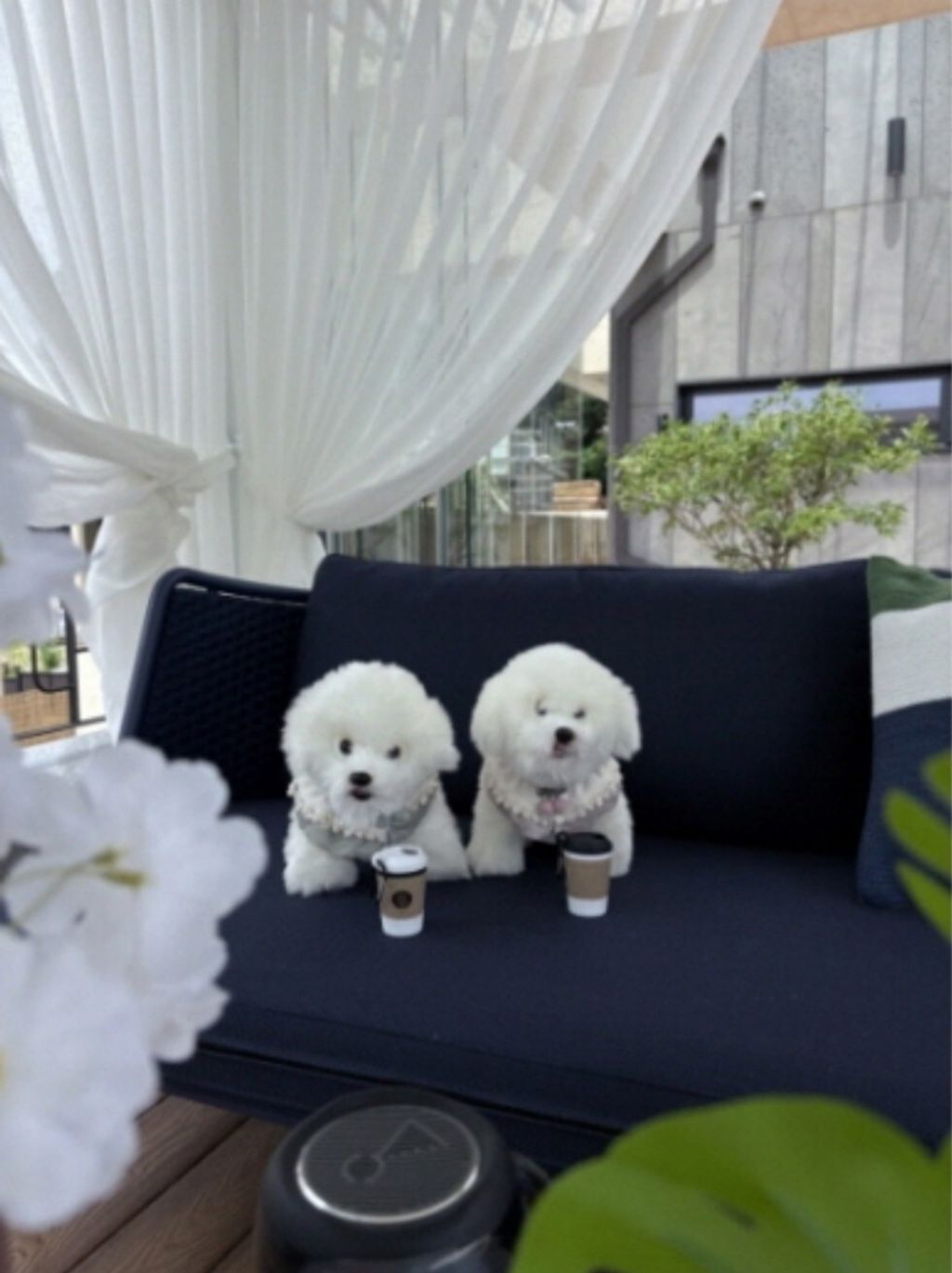 LINE_ALBUM_Blackablepuppy_250830_23