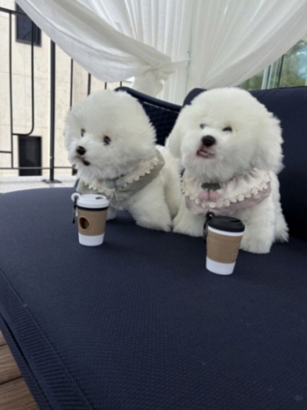 LINE_ALBUM_Blackablepuppy_250830_22