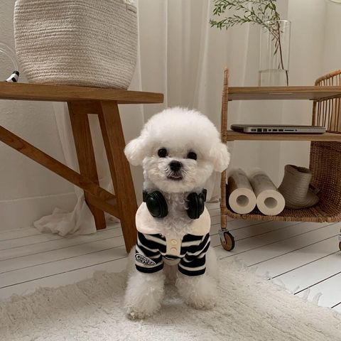 LINE_ALBUM_Doggyholic 3_251027_126