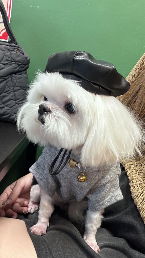 image_4057A071-4D01-41AB-9D6B-BFDD4D76C531_1762166704