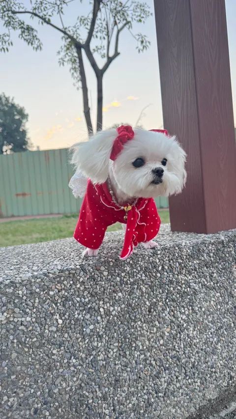 image_A2F40F7B-5753-441E-B10E-31EA17FAE12C_1763205051