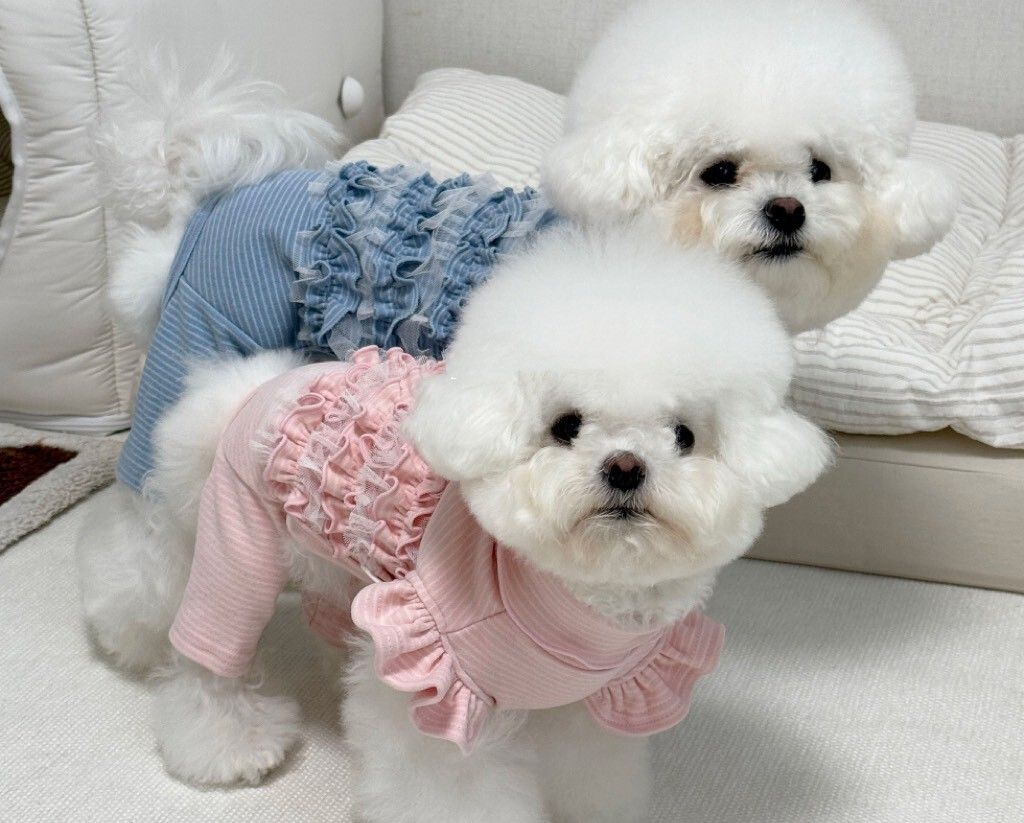 LINE_ALBUM_Zoobico_251118_12