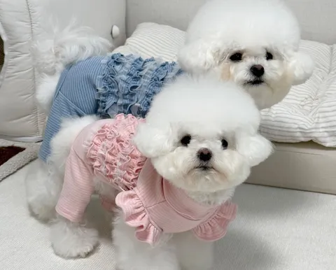 LINE_ALBUM_Zoobico_251118_12