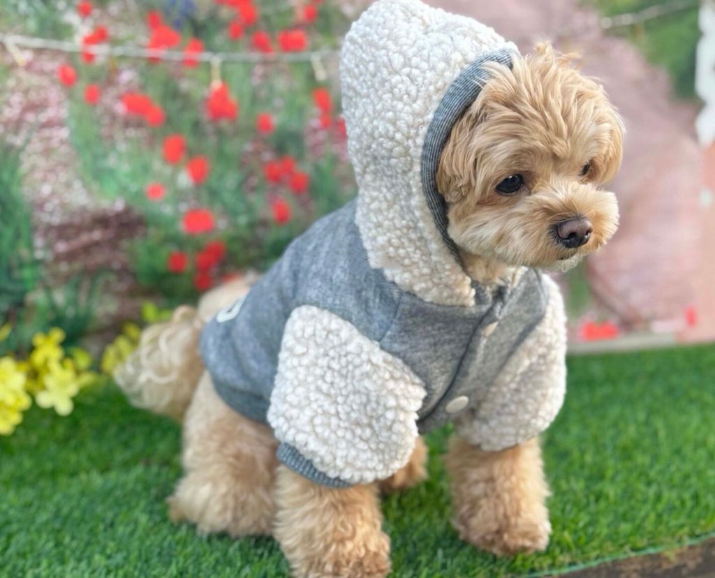 LINE_ALBUM_Doggyholic 3_251118_254