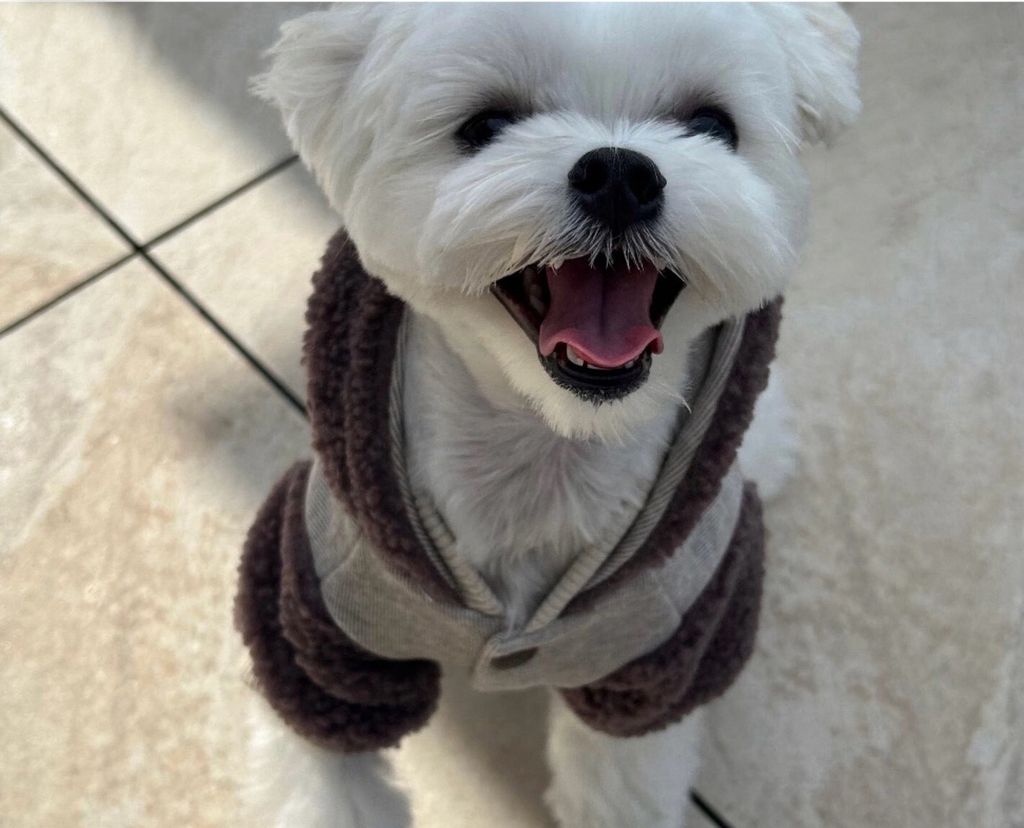 LINE_ALBUM_Doggyholic 3_251118_258