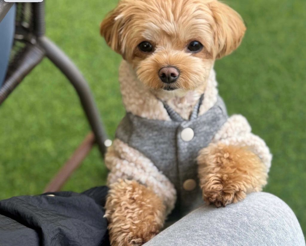 LINE_ALBUM_Doggyholic 3_251118_256