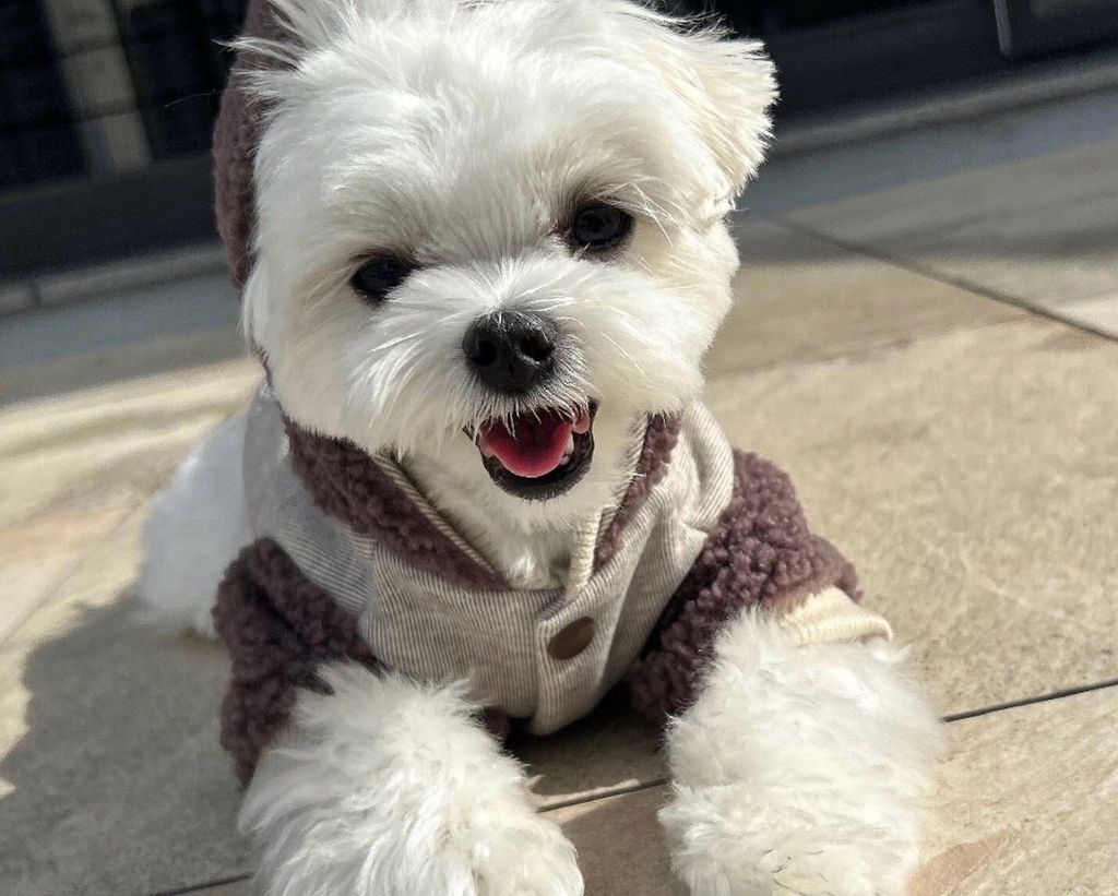 LINE_ALBUM_Doggyholic 3_251118_260