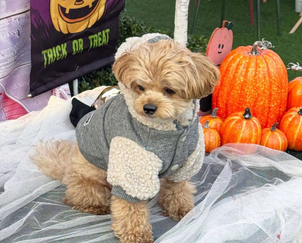 LINE_ALBUM_Doggyholic 3_251118_253