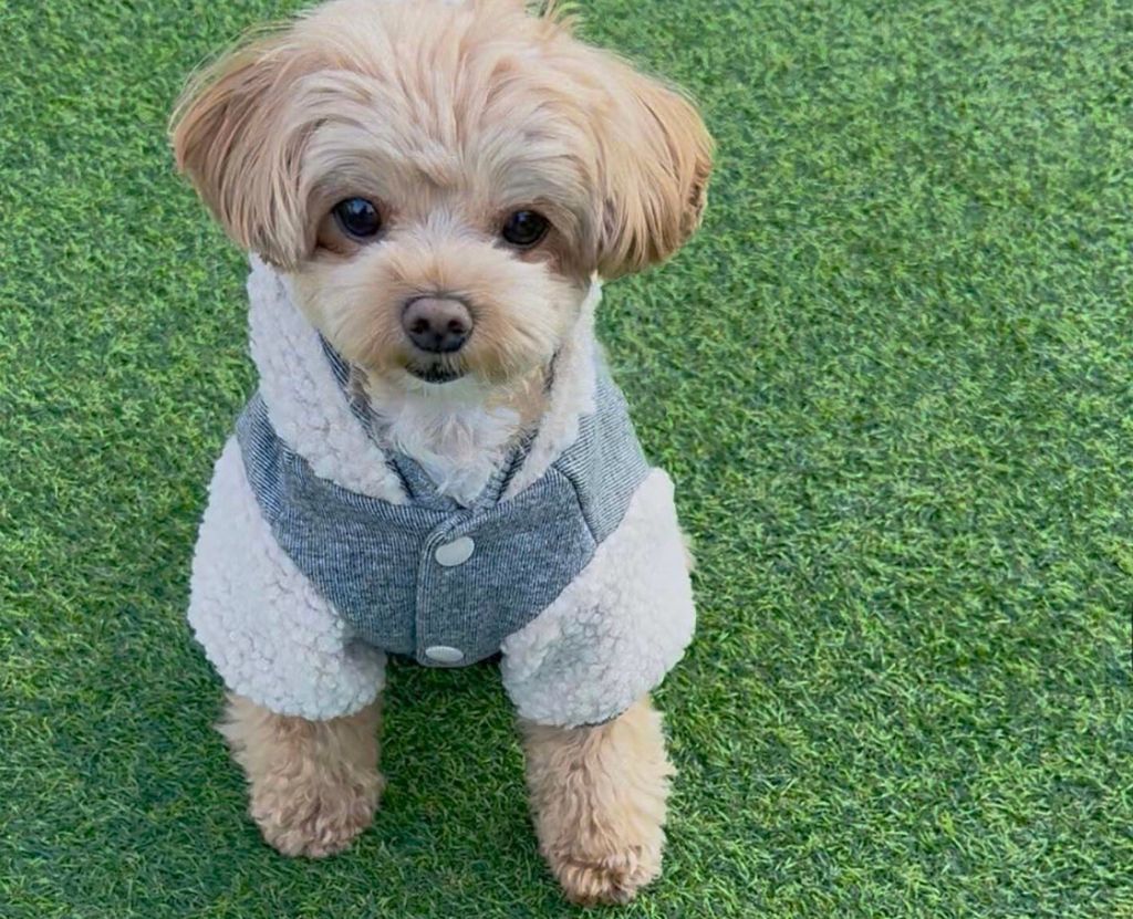 LINE_ALBUM_Doggyholic 3_251118_252