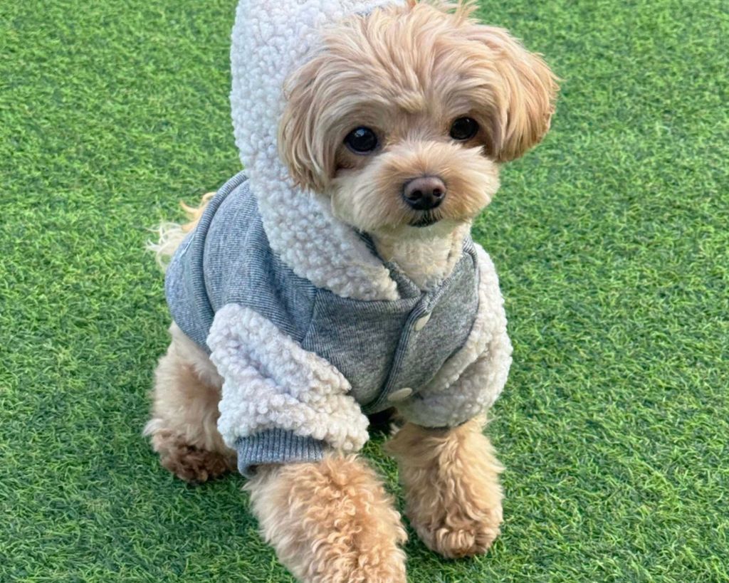 LINE_ALBUM_Doggyholic 3_251118_250