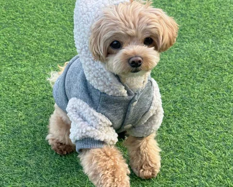 LINE_ALBUM_Doggyholic 3_251118_250