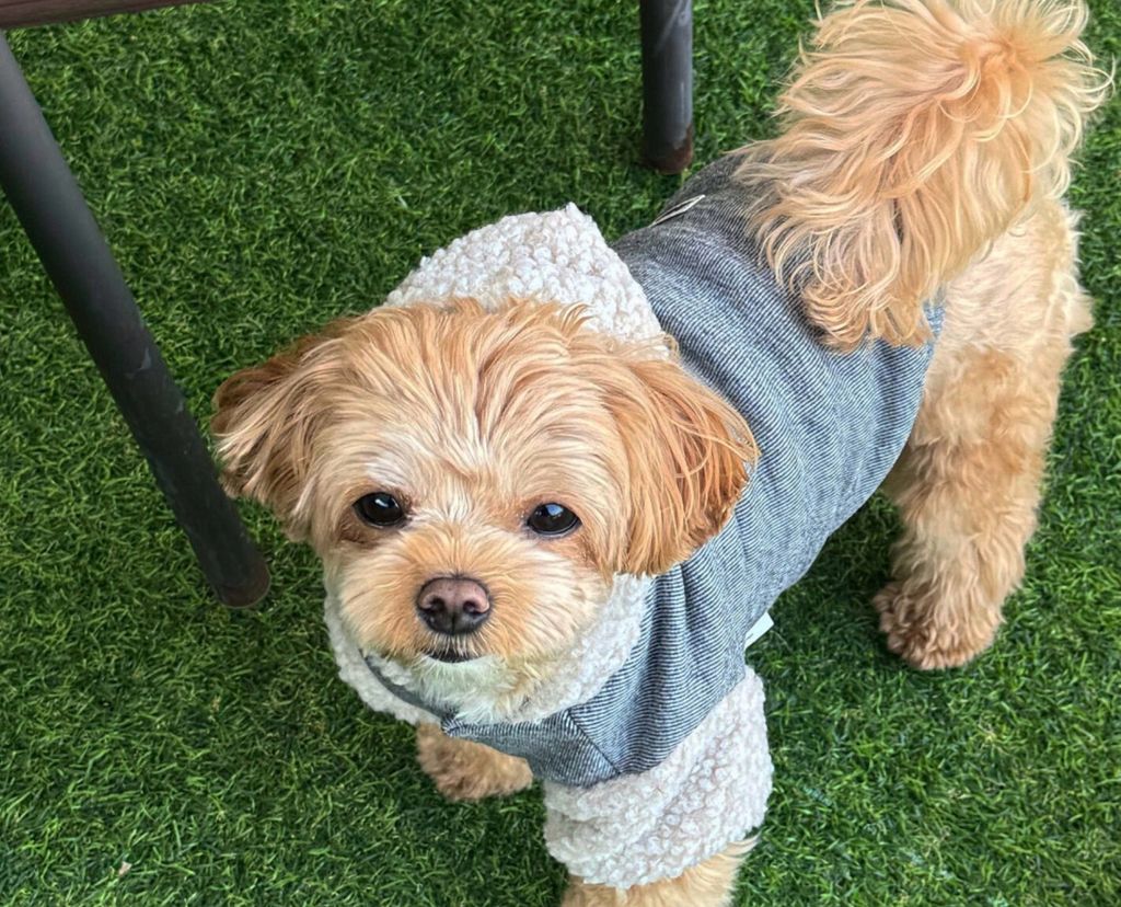 LINE_ALBUM_Doggyholic 3_251118_255