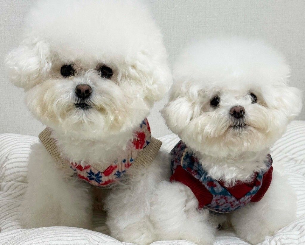 LINE_ALBUM_Doggyholic 3_251118_231