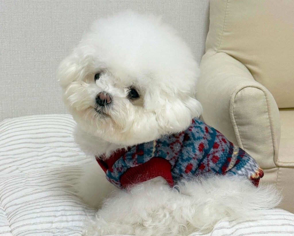 LINE_ALBUM_Doggyholic 3_251118_230