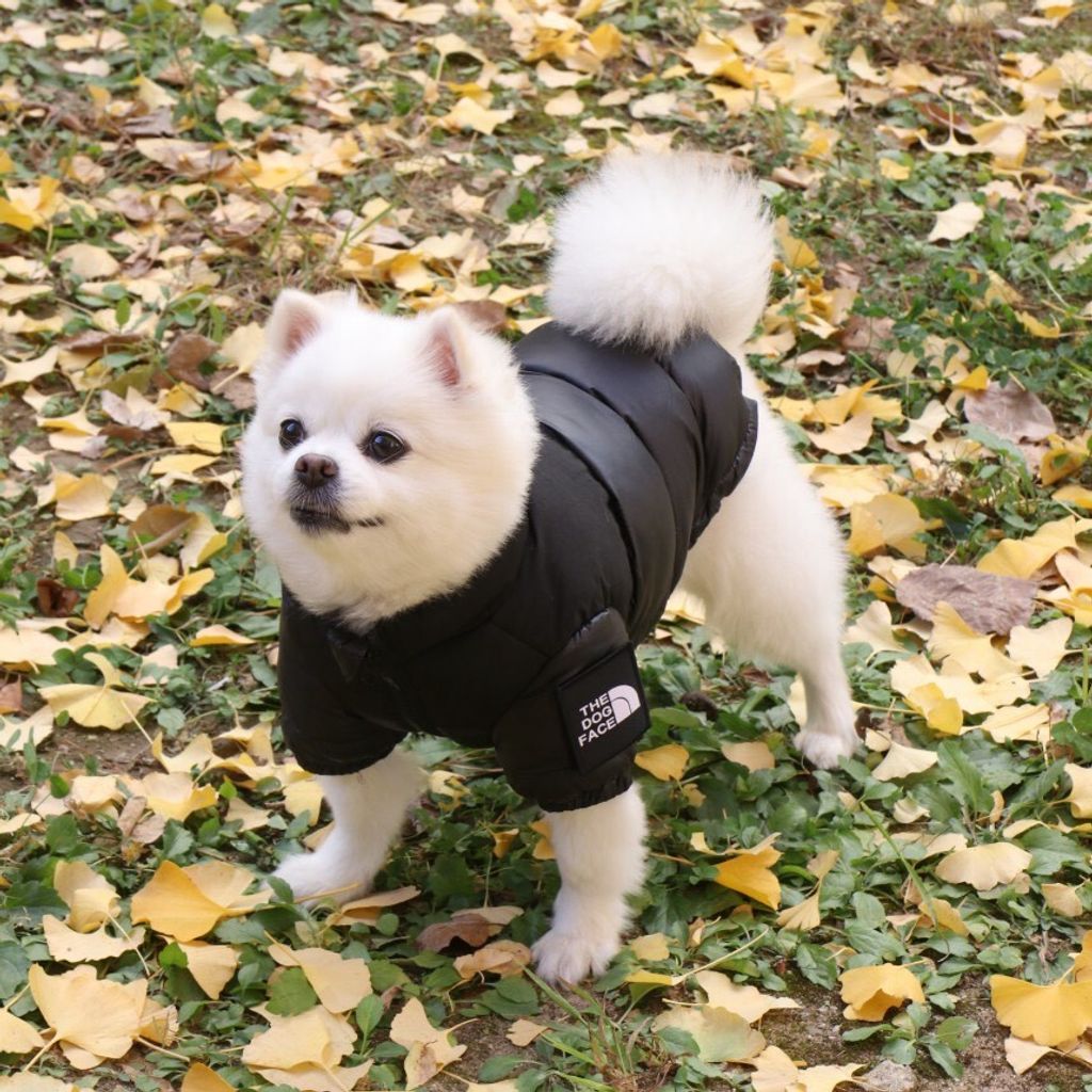 LINE_ALBUM_Doggyholic 3_251118_27