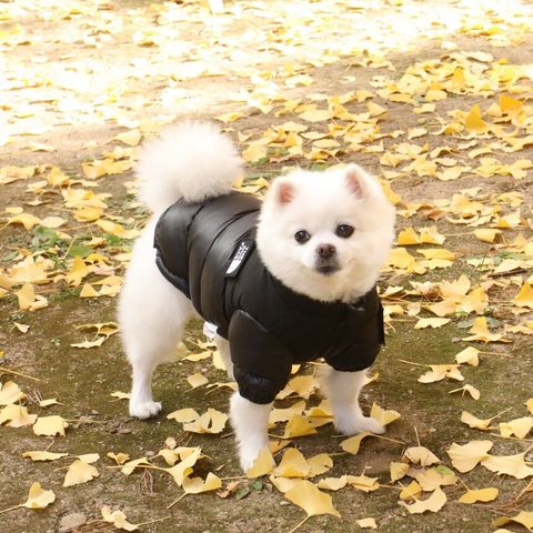 LINE_ALBUM_Doggyholic 3_251118_22