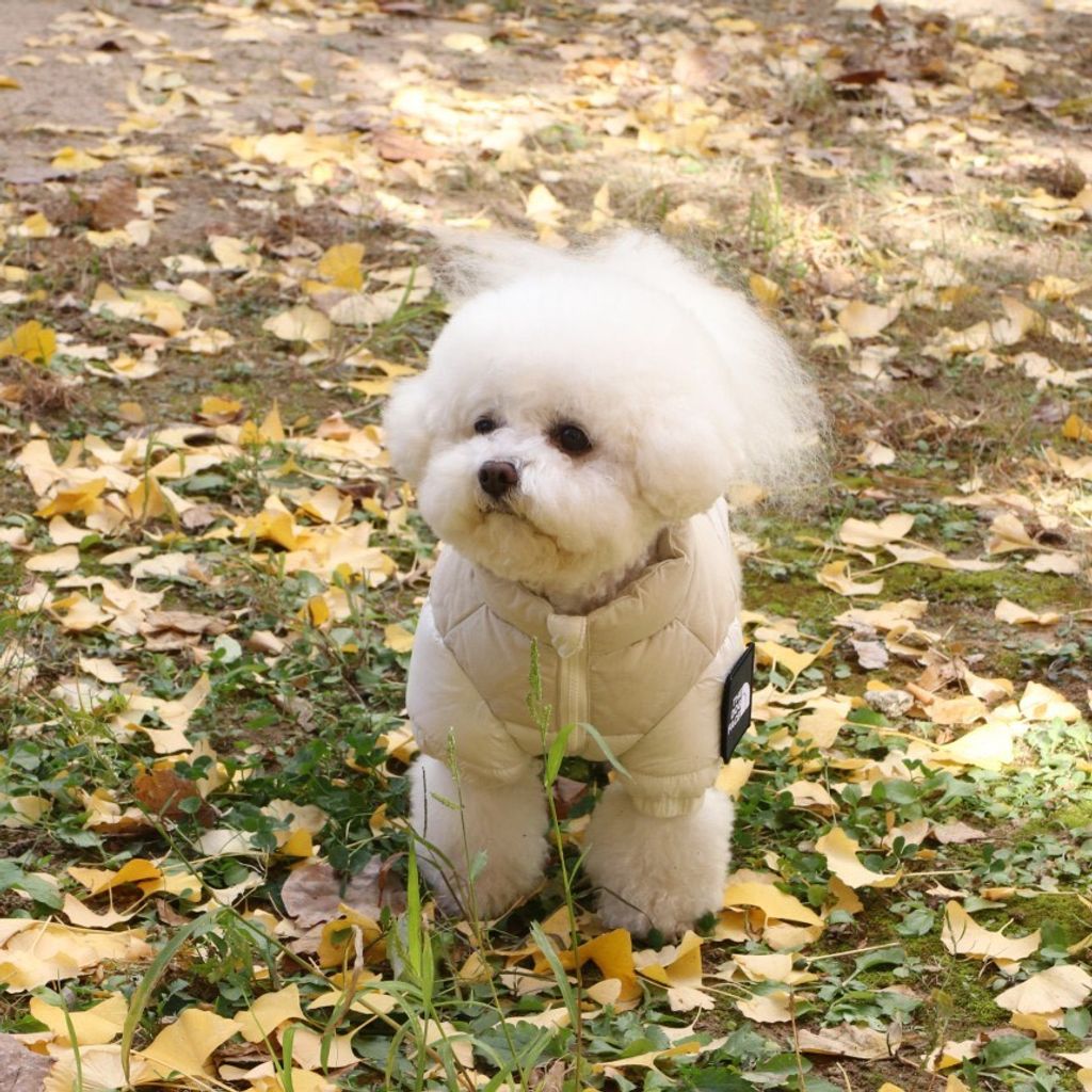 LINE_ALBUM_Doggyholic 3_251118_21