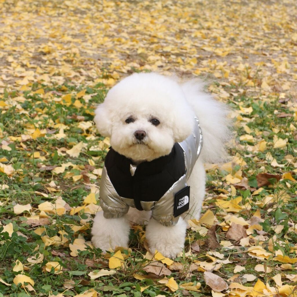 LINE_ALBUM_Doggyholic 3_251118_14