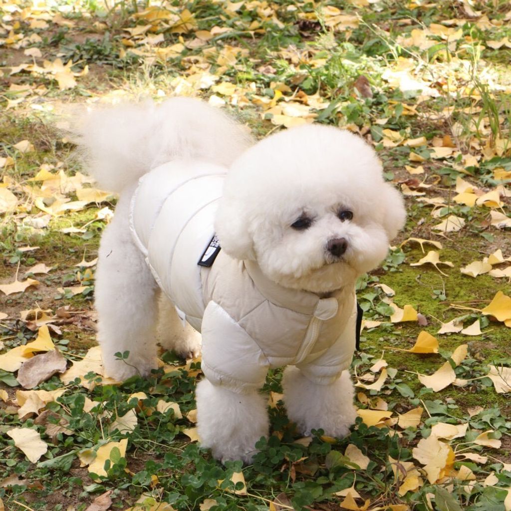 LINE_ALBUM_Doggyholic 3_251118_16