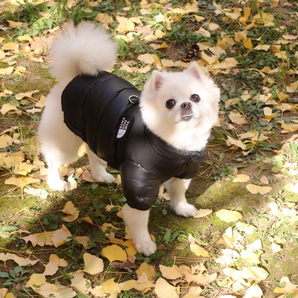 LINE_ALBUM_Doggyholic 3_251118_25