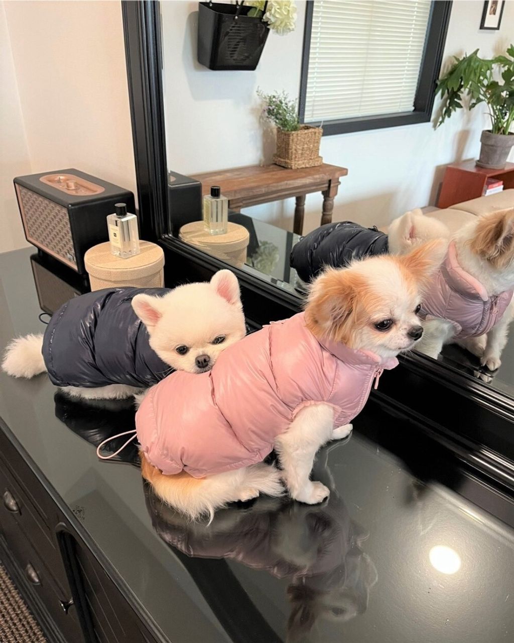 LINE_ALBUM_Appleapple_251120_93