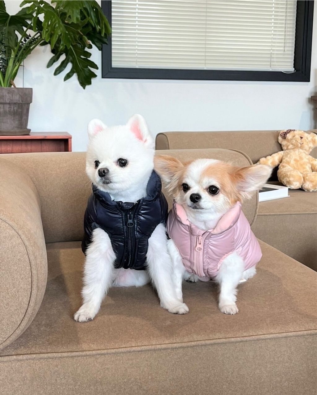 LINE_ALBUM_Appleapple_251120_94