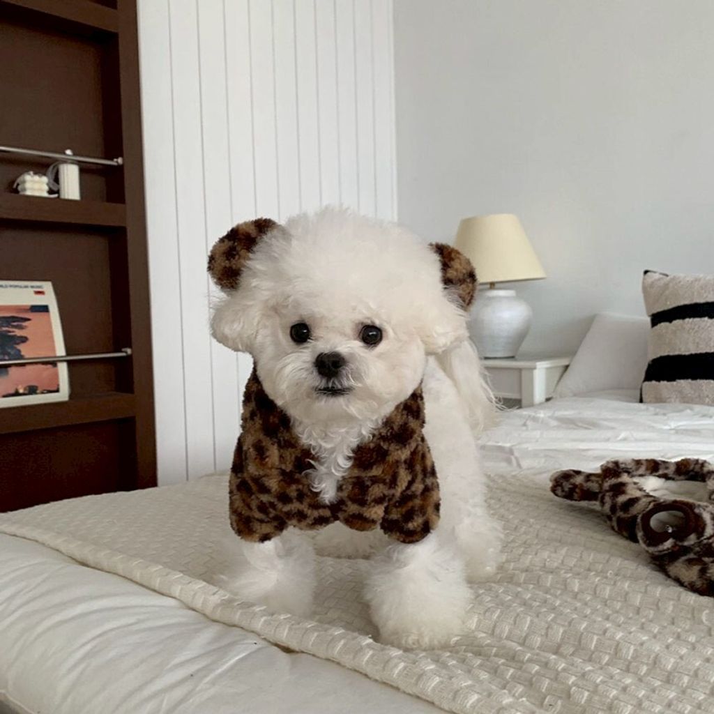 LINE_ALBUM_Doggyholic 3_251203_58