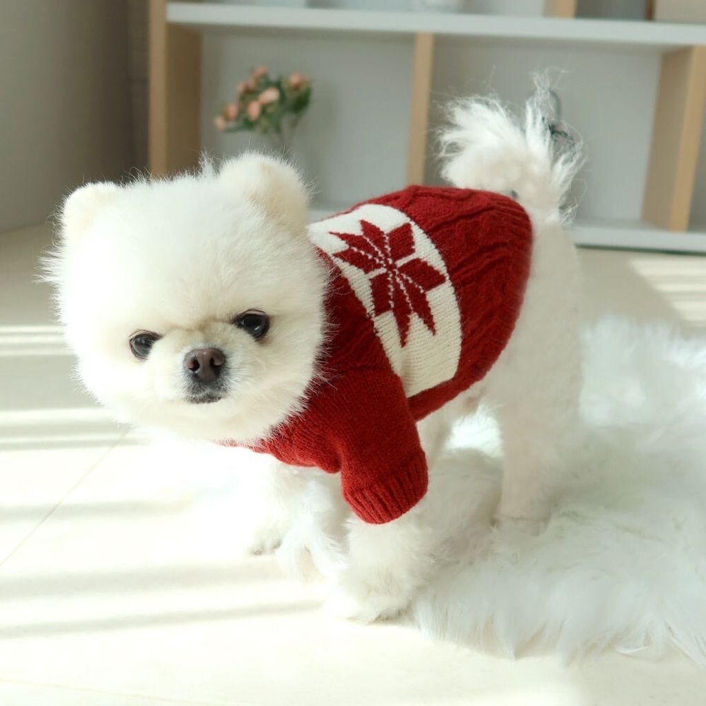 LINE_ALBUM_Honey dog 2_251207_7