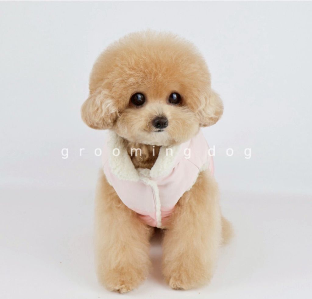 LINE_ALBUM_Grooming dog_251207_32