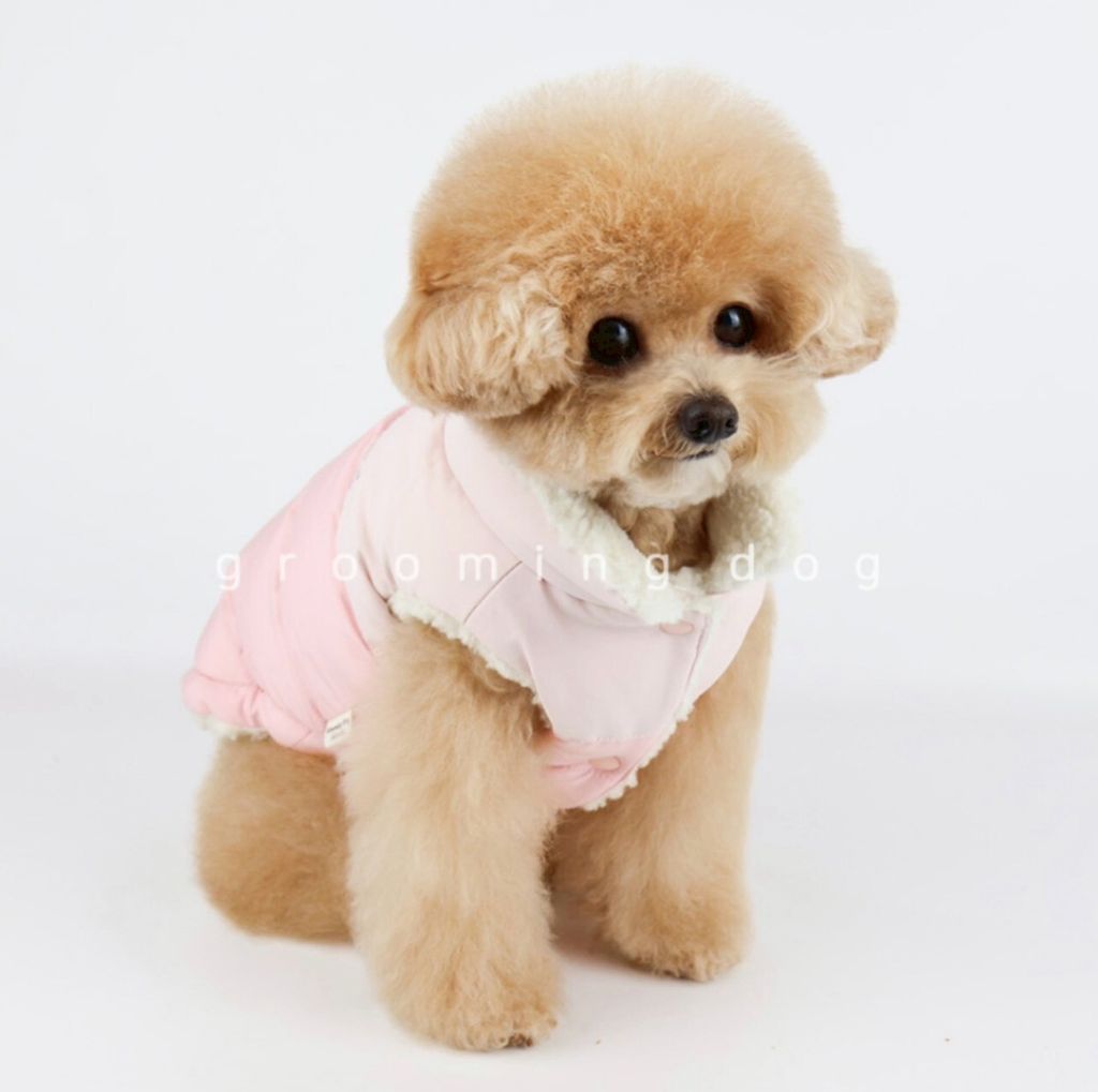 LINE_ALBUM_Grooming dog_251207_33