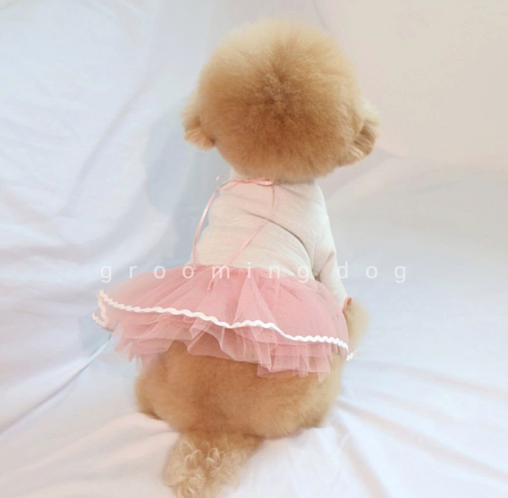 LINE_ALBUM_Grooming dog_251207_73