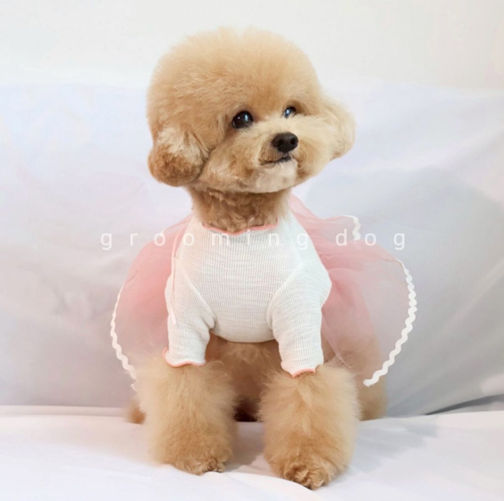 LINE_ALBUM_Grooming dog_251207_71