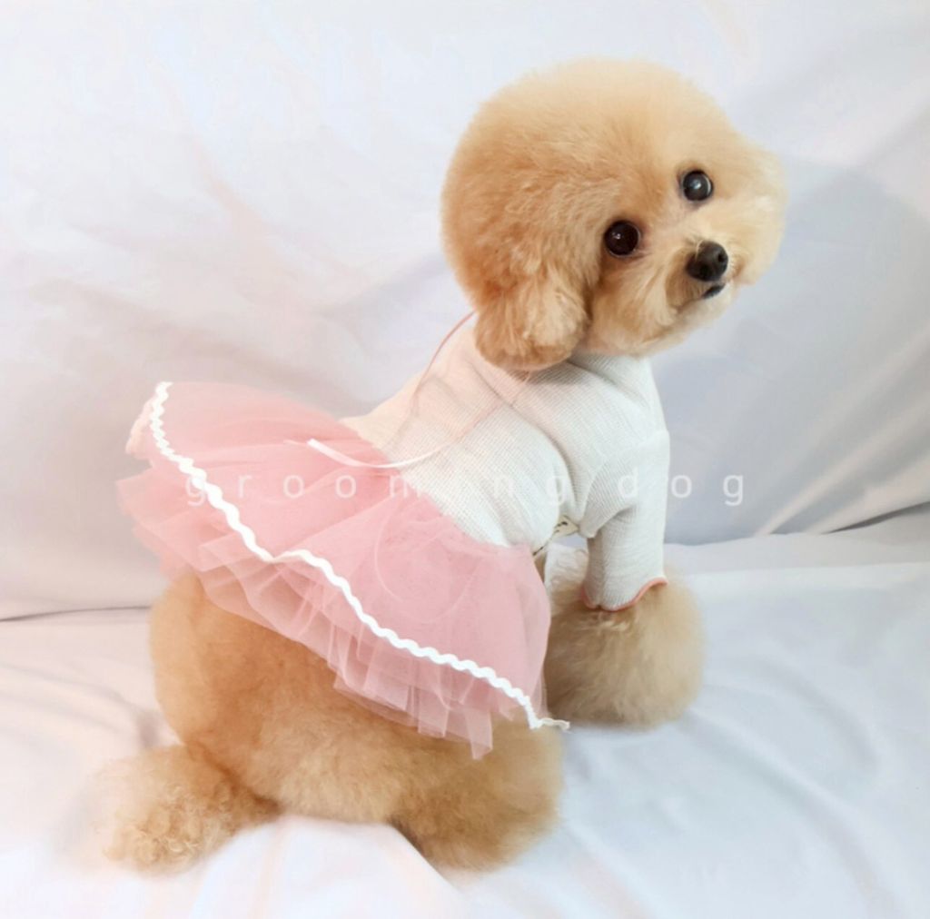 LINE_ALBUM_Grooming dog_251207_72