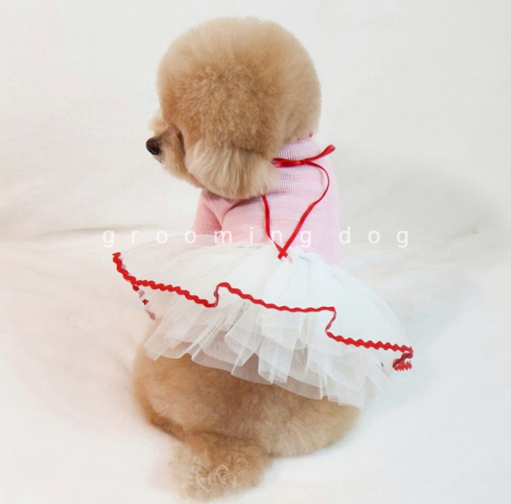 LINE_ALBUM_Grooming dog_251207_65