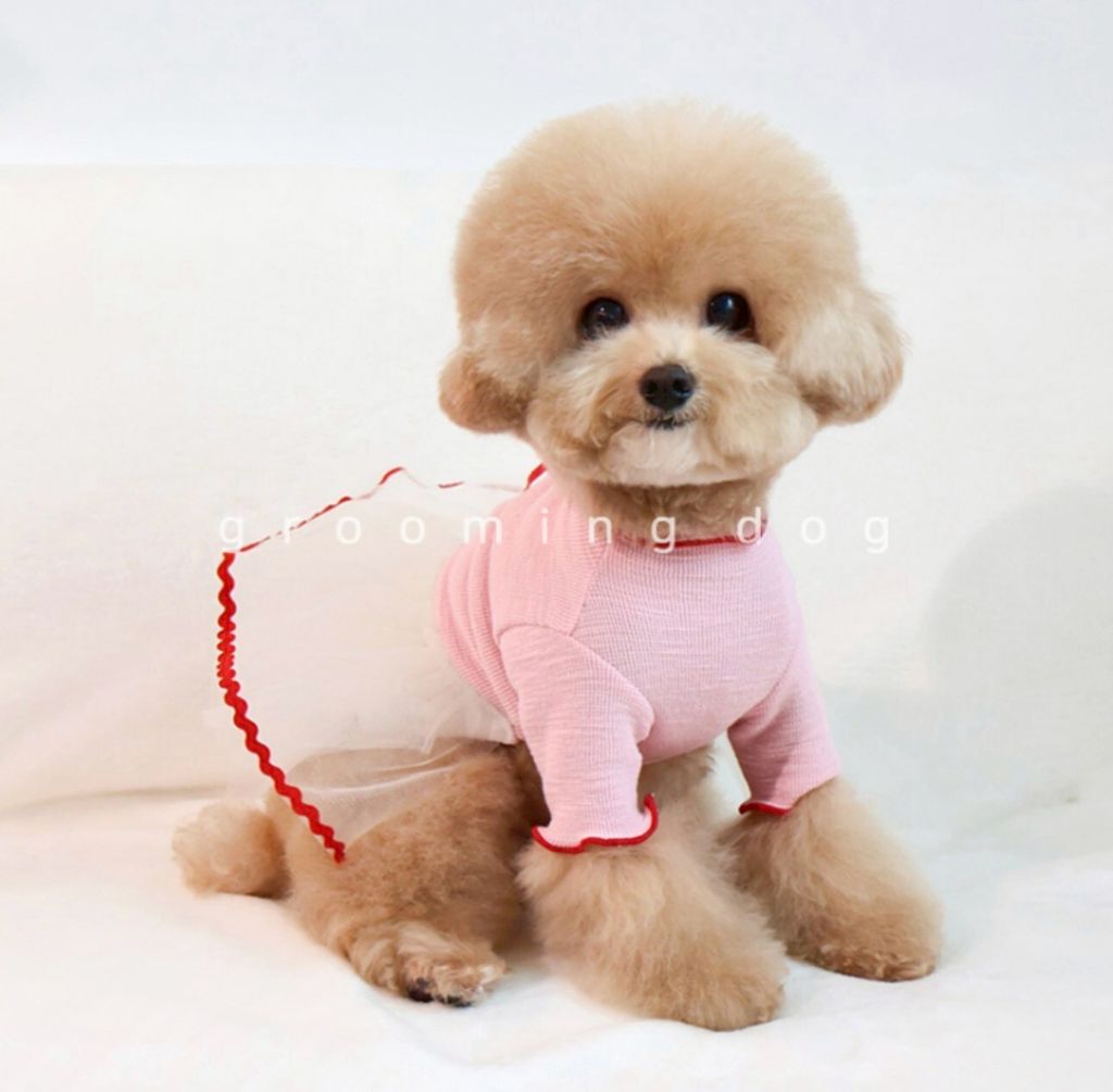 LINE_ALBUM_Grooming dog_251207_66