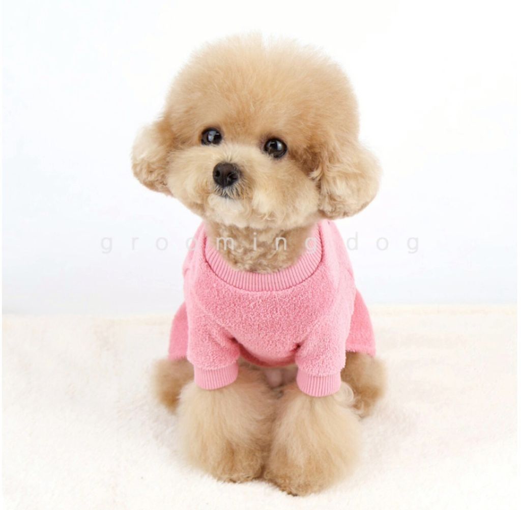 LINE_ALBUM_Grooming dog_251207_76