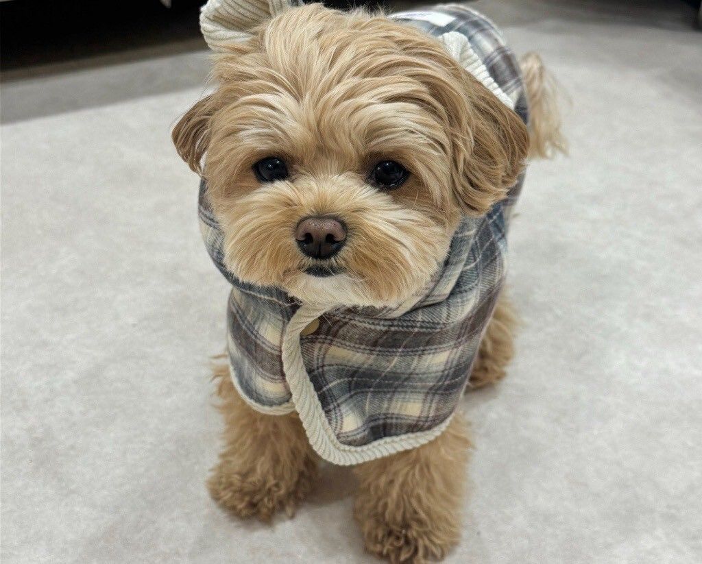 LINE_ALBUM_Zoobico 2_251225_19