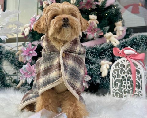 LINE_ALBUM_Zoobico 2_251225_15