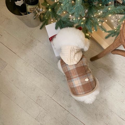 LINE_ALBUM_Doggyholic 3_251226_77