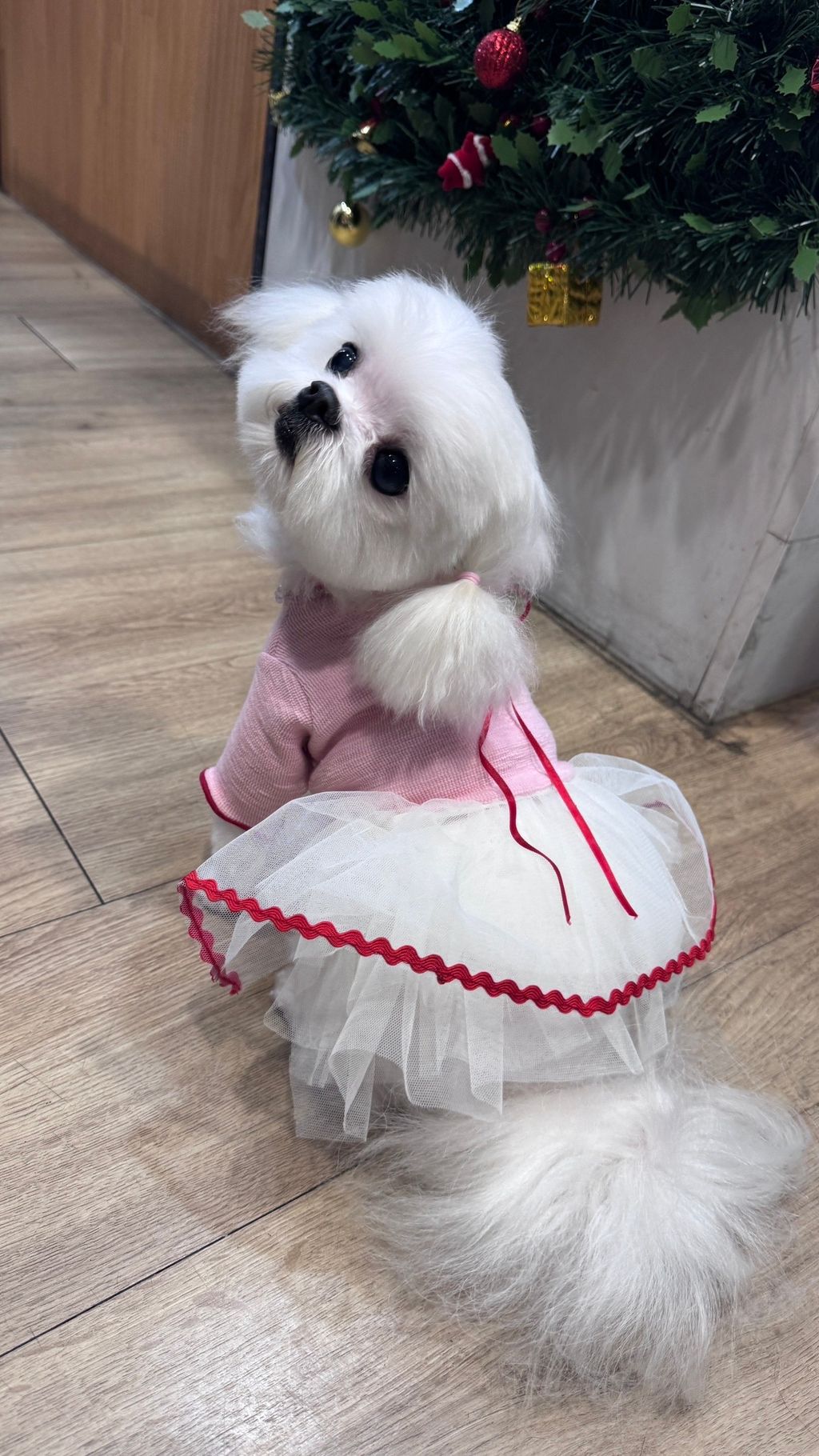 image_35091B39-C188-4189-AA59-85D8B9D2B05E_1766819972