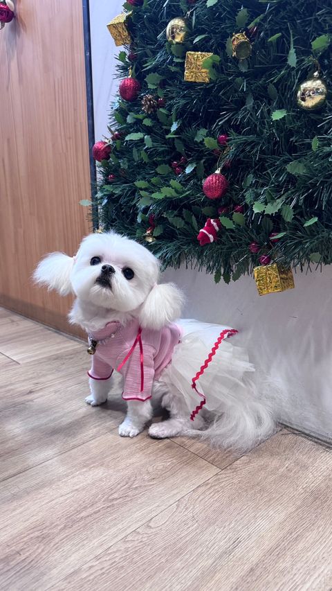 image_99D3E807-2440-4813-AF2A-E274FFE20FDF_1766819972