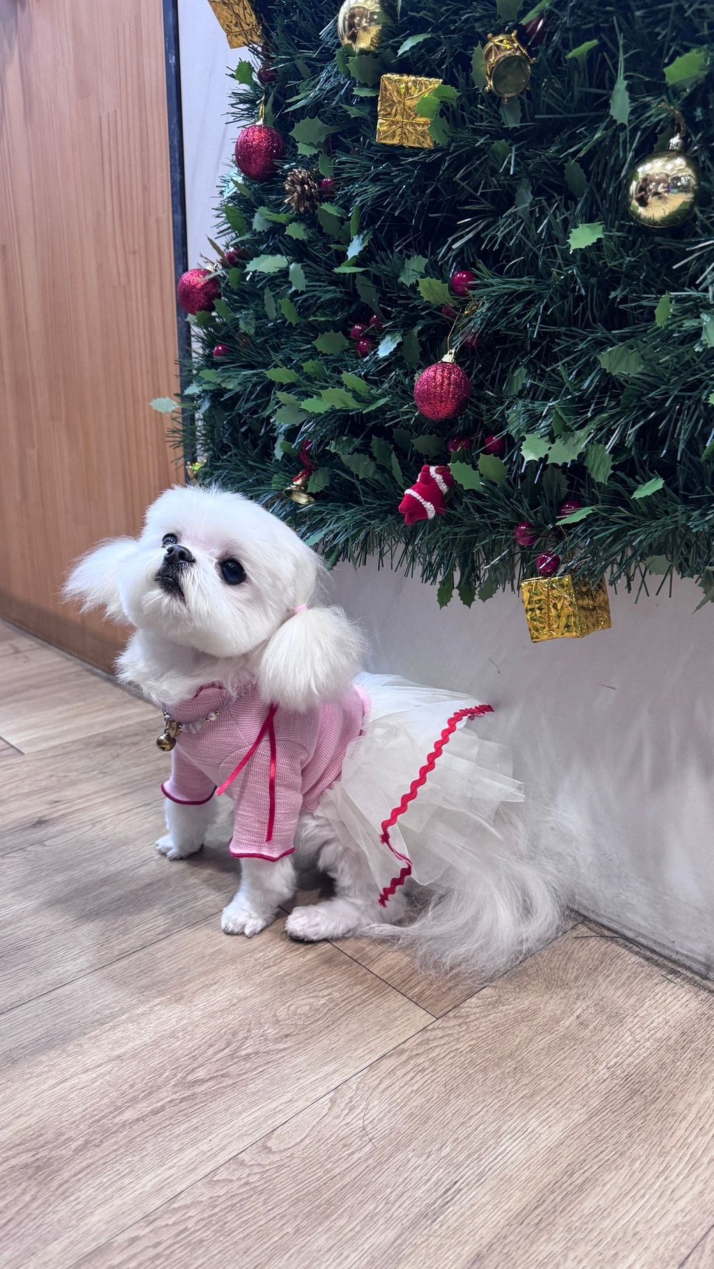 image_872EAD77-91BB-4A22-A020-B33F6514E32E_1766819972